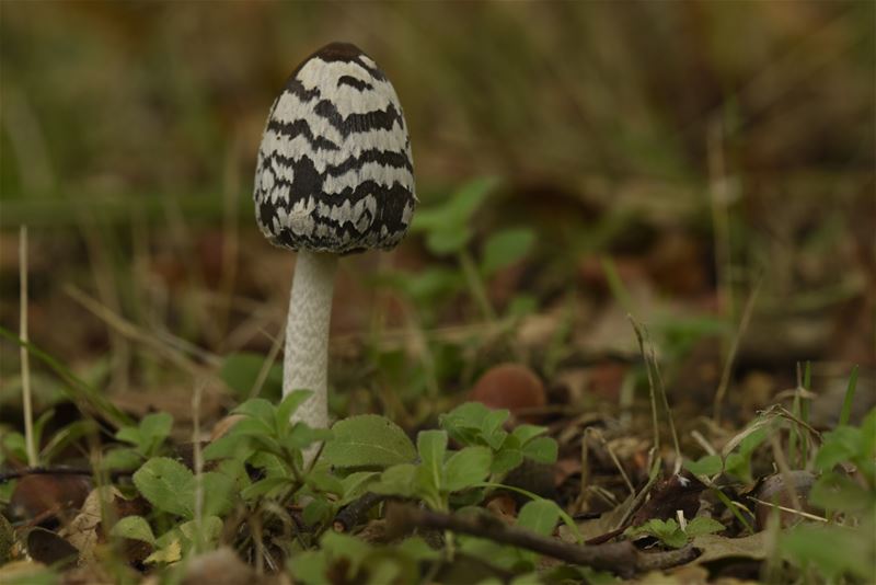 De paddenstoelen zijn er weer (7)