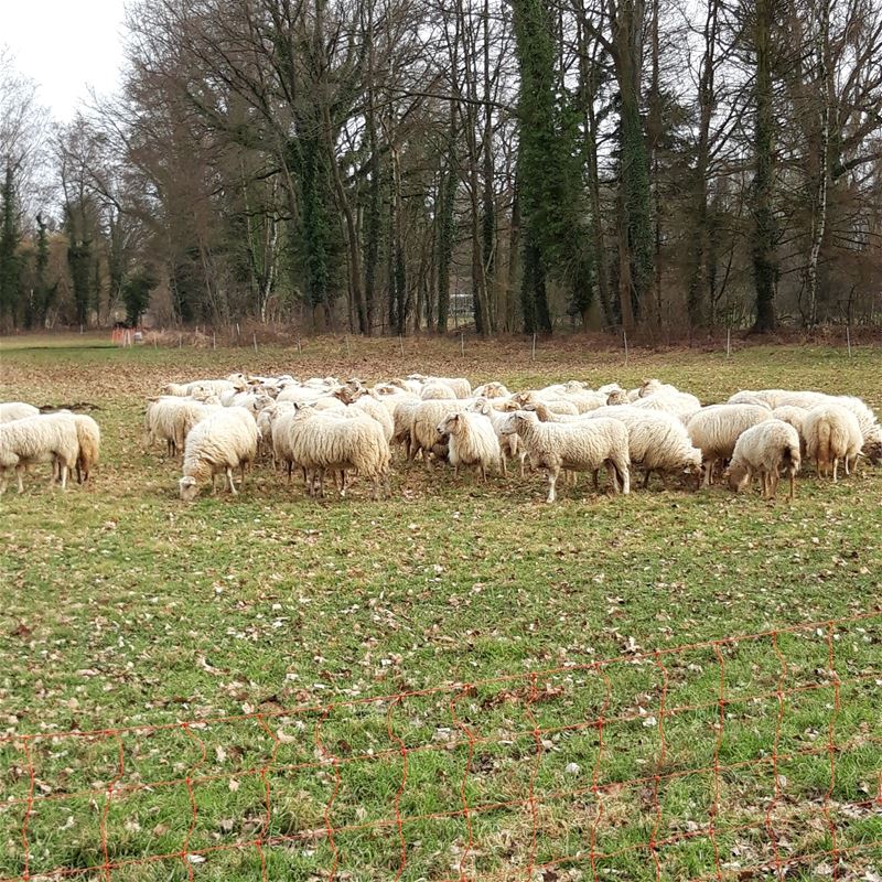 De schaapjes op het droge ...