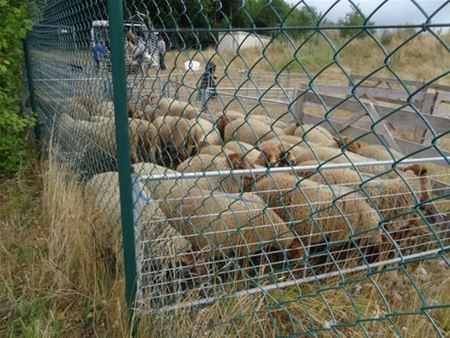 De schaapjes op het droge