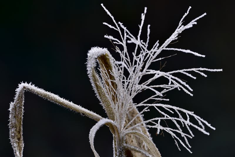 De spelingen van de natuur