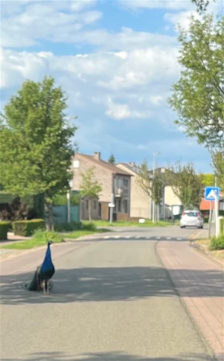 De straat is van iedereen ...