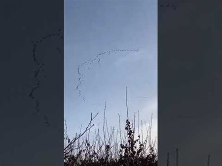 De trek van de kraanvogels gefilmd