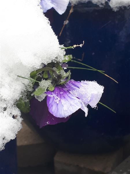 De tuinplanten weten het ook niet meer