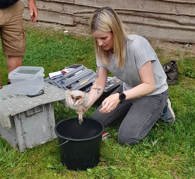 De uilskuikens op Bovy zijn geringd