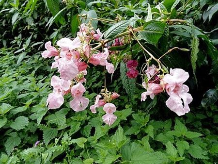 De wilde bloemen bij 't Meylandt