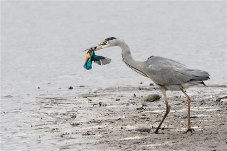 De wreedheid van de natuur