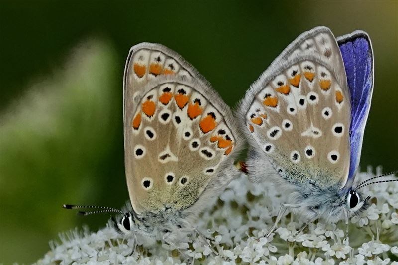 Debat over 50 jaar natuurbehoud in Limburg