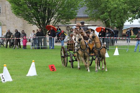 Derde plaats voor Paddock-pony's