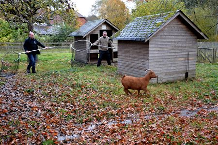 Dieren van Bovy zijn tijdelijk verhuisd