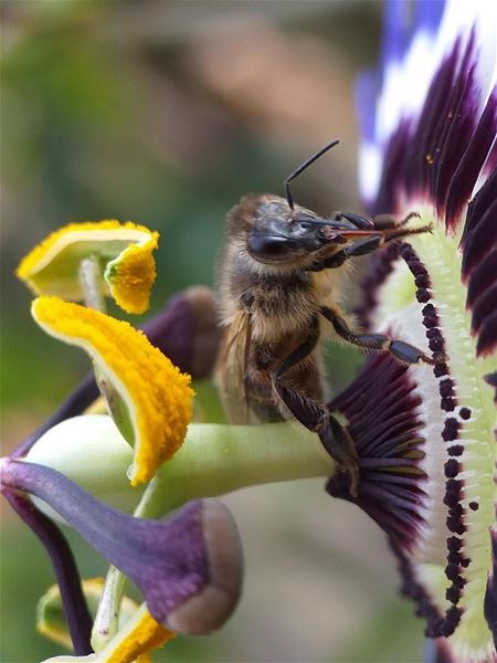 Dit is de inzending van Klara Loos