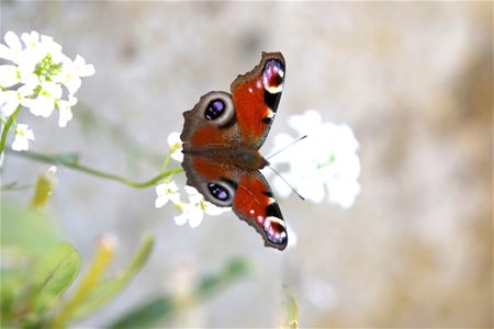 Dit is onmiskenbaar lente