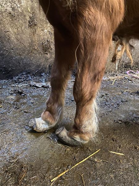 Dit jaar al 70 paarden opgevangen in VZOC