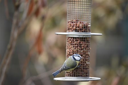 Dit weekend overal vogels tellen