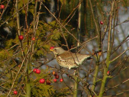 Dit weekend vogels tellen, maar ook voeren