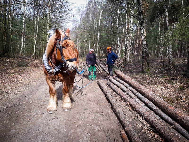 Dode bomen worden vervangen in Domherenpark