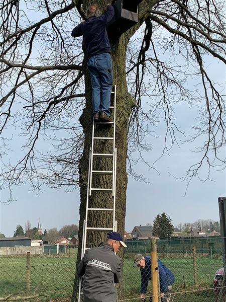 Dorpstuinders willen asiel geven aan valken
