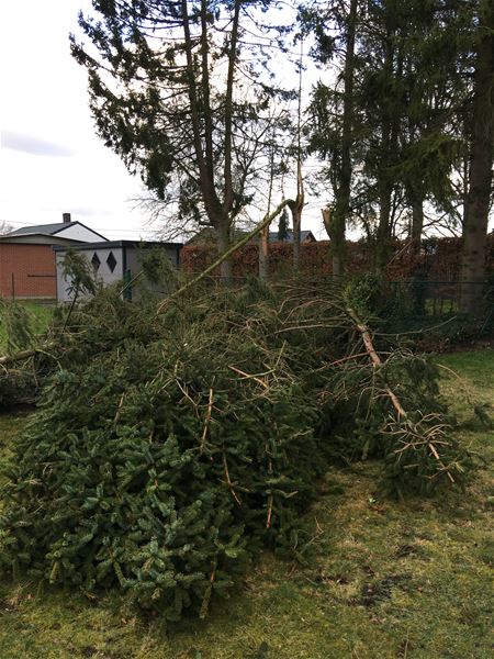 Drie bomen tegen de vlakte in De Slogen