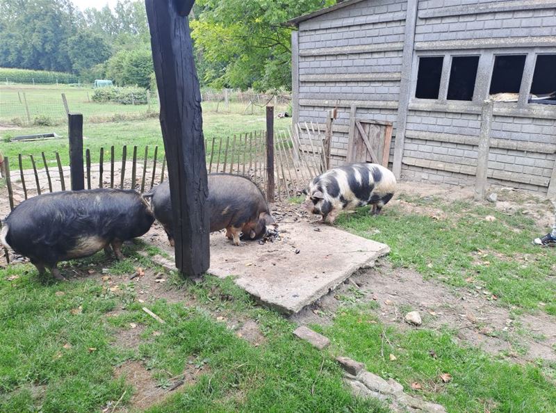 Drie hangbuikzwijnen vonden adoptiegezin