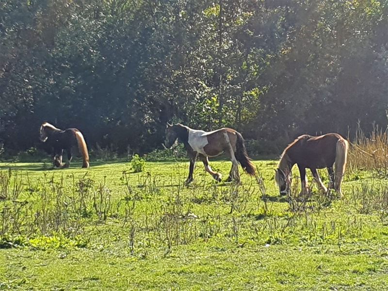 Drie verwaarloosde hengsten in beslag genomen