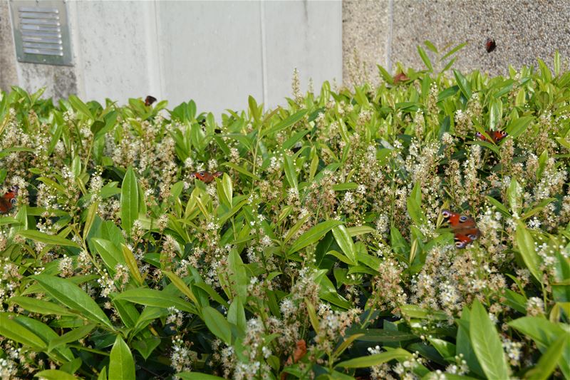 Drukke dag voor de vlinders