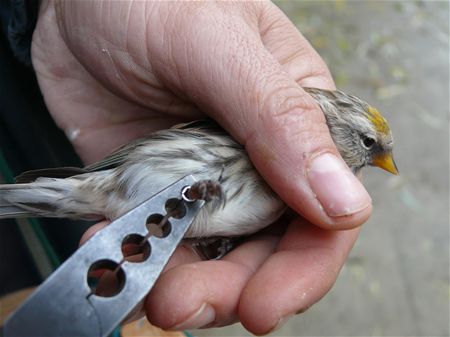 Drukke tijden voor illegale vogelvangers