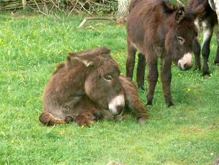 Drukte in VZOC door dierenverwaarlozing