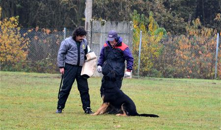 Duitse herders tonen hun kunnen