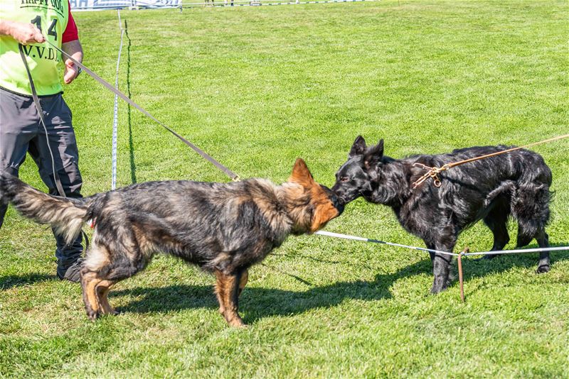 Duitse herdershonden tonen hun kunnen