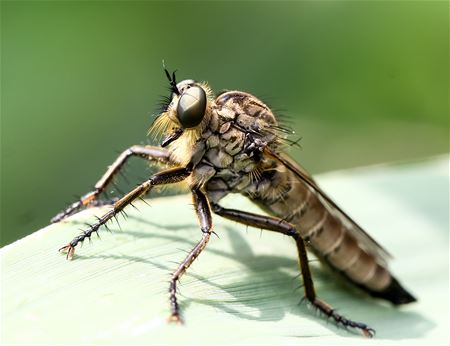 Een dagje van opvallende insecten