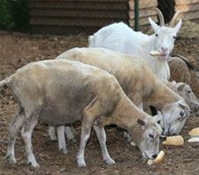 Eén derde meer oproepen voor dierenverwaarlozing