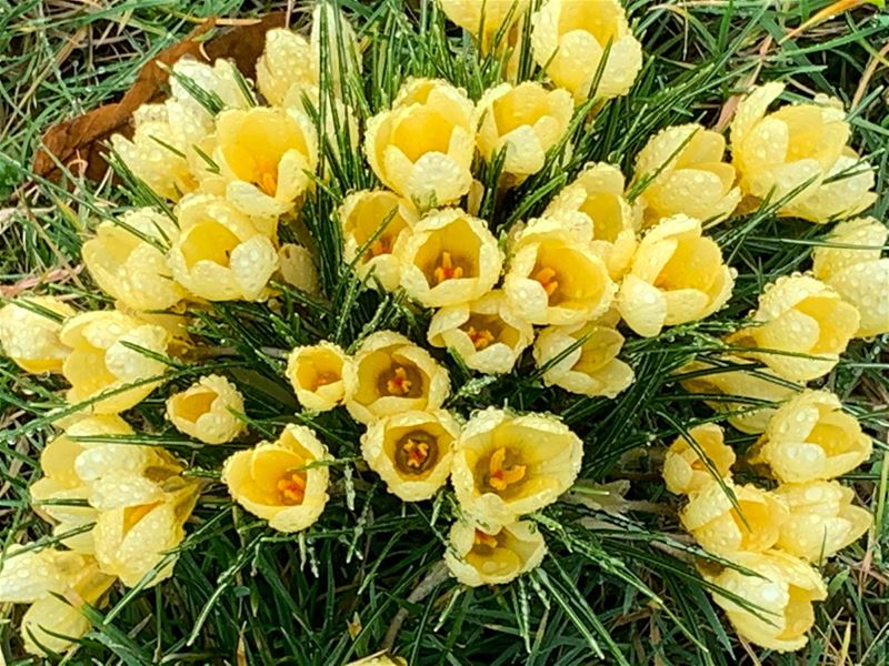 Een heus krokusfestival