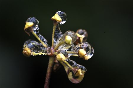 Een kunstwerk van de natuur