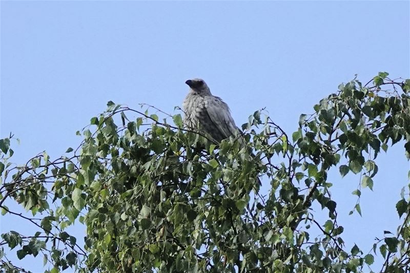 Een merkwaardige vogel in onze contreien