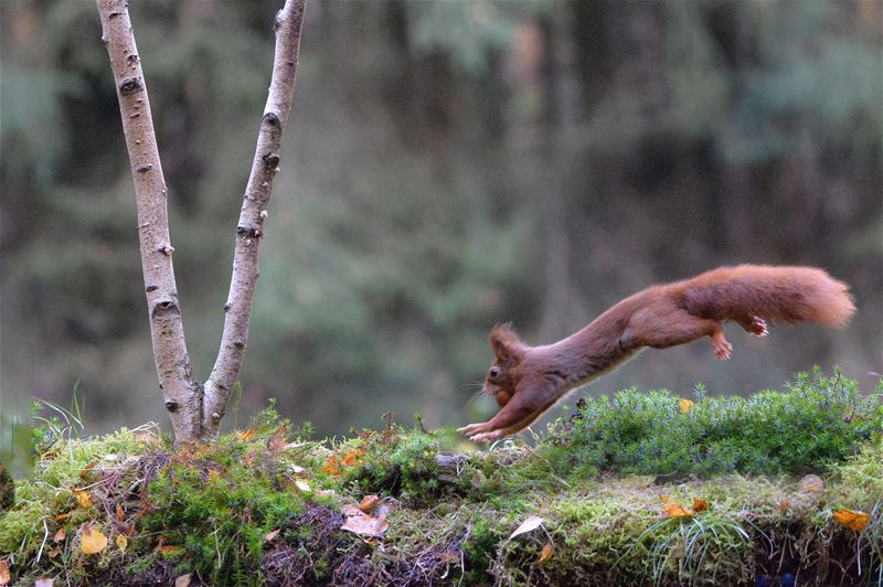 Een prachtige blik in de herfstnatuur