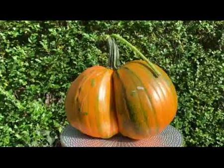 Een prijs te winnen met een speciale pompoen