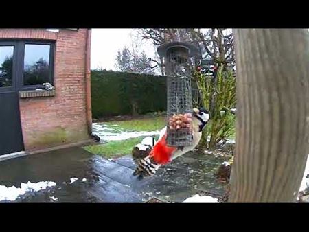 Een proloog op het vogeltelweekend