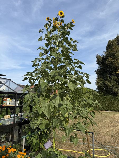 Een uit de kluiten gewassen zonnebloem