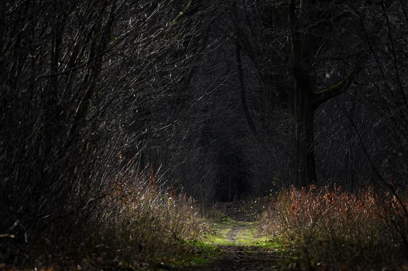 Een wandeling in het bos