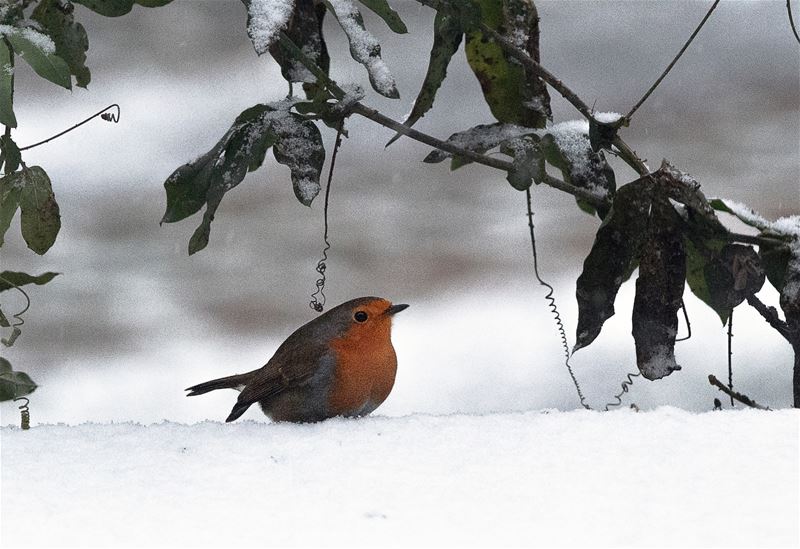 Een werk van barmhartigheid