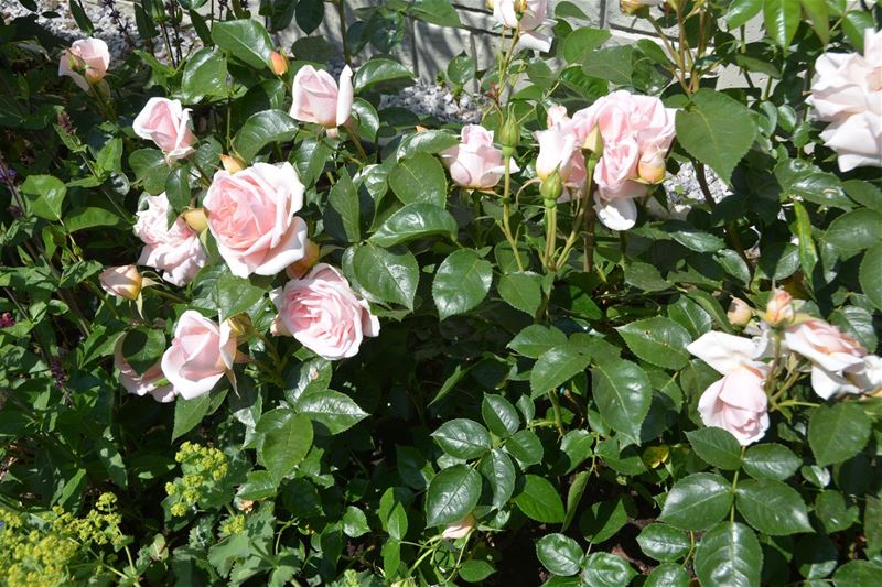 Een workshop rond het snoeien van rozen