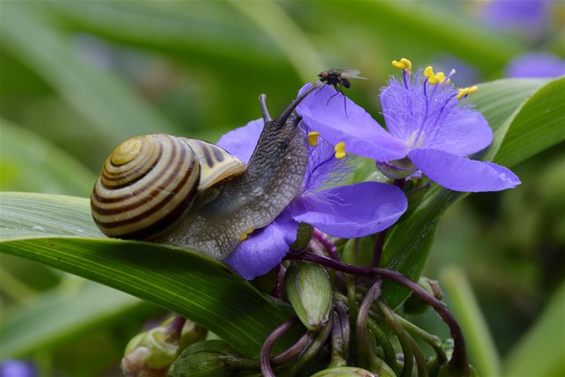 Een zomerse blik ...