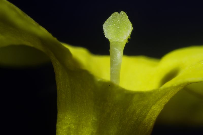 Eens van heel dichtbij bekeken ...