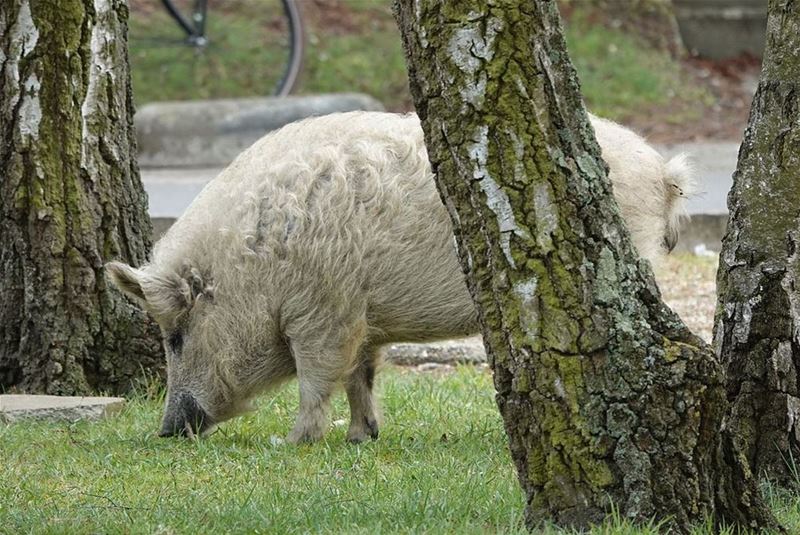 'Albino everzwijn' was Hongaars wolvarken