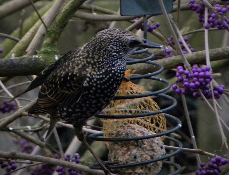 Eind deze maand vogels tellen in je tuin