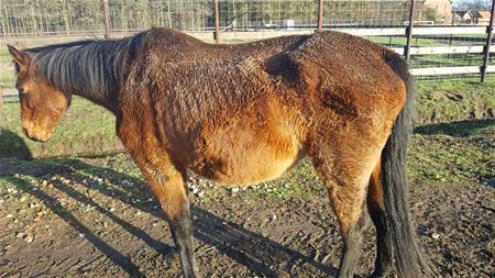 Elke dag verwaarloosde paarden naar VZOC