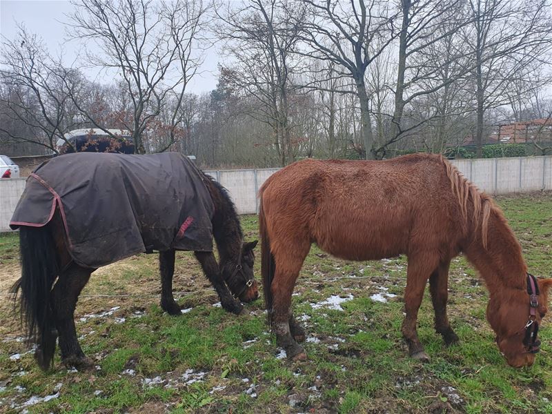 En alweer 4 verwaarloosde paarden en pony's
