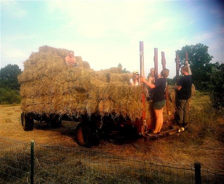 En de boeren ... zij hooiden voort