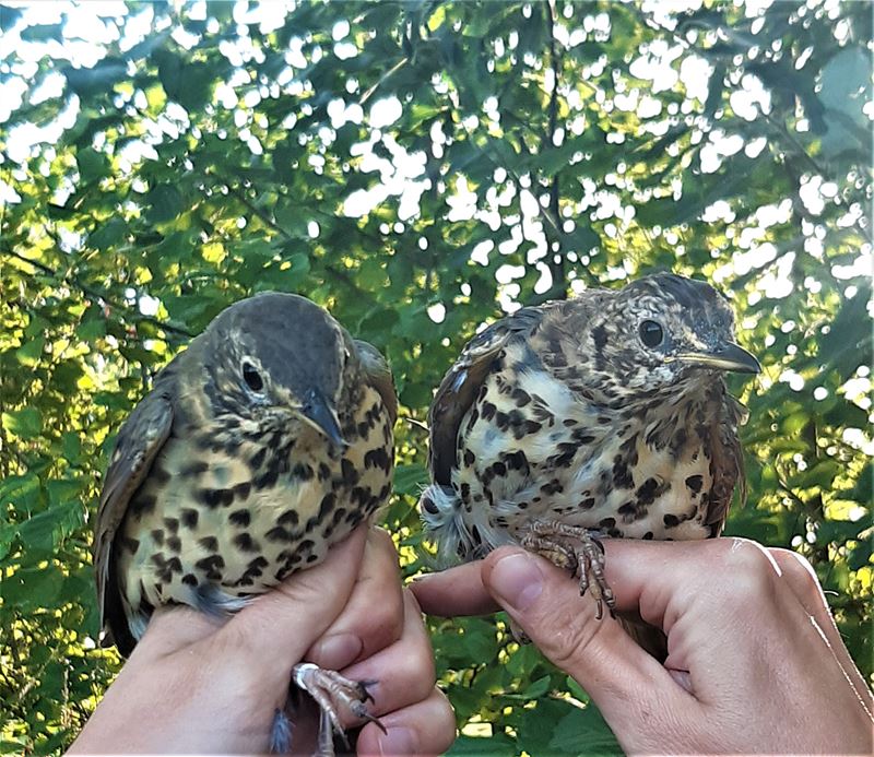 En nu hopen dat de lijsters Frankrijk overleven