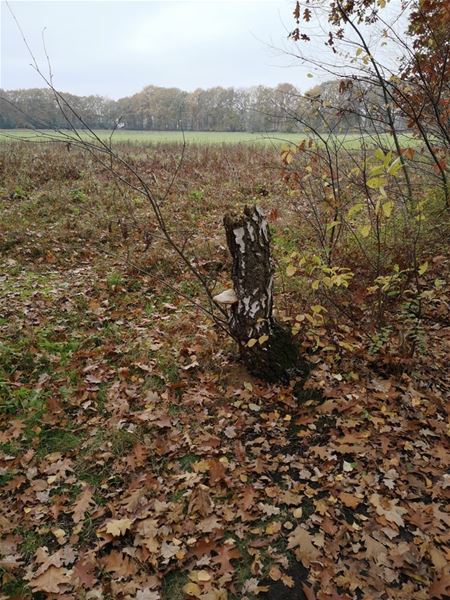 Even ademhalen in de natuur (6)