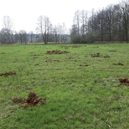 Everzwijnen blijven rondtrekken